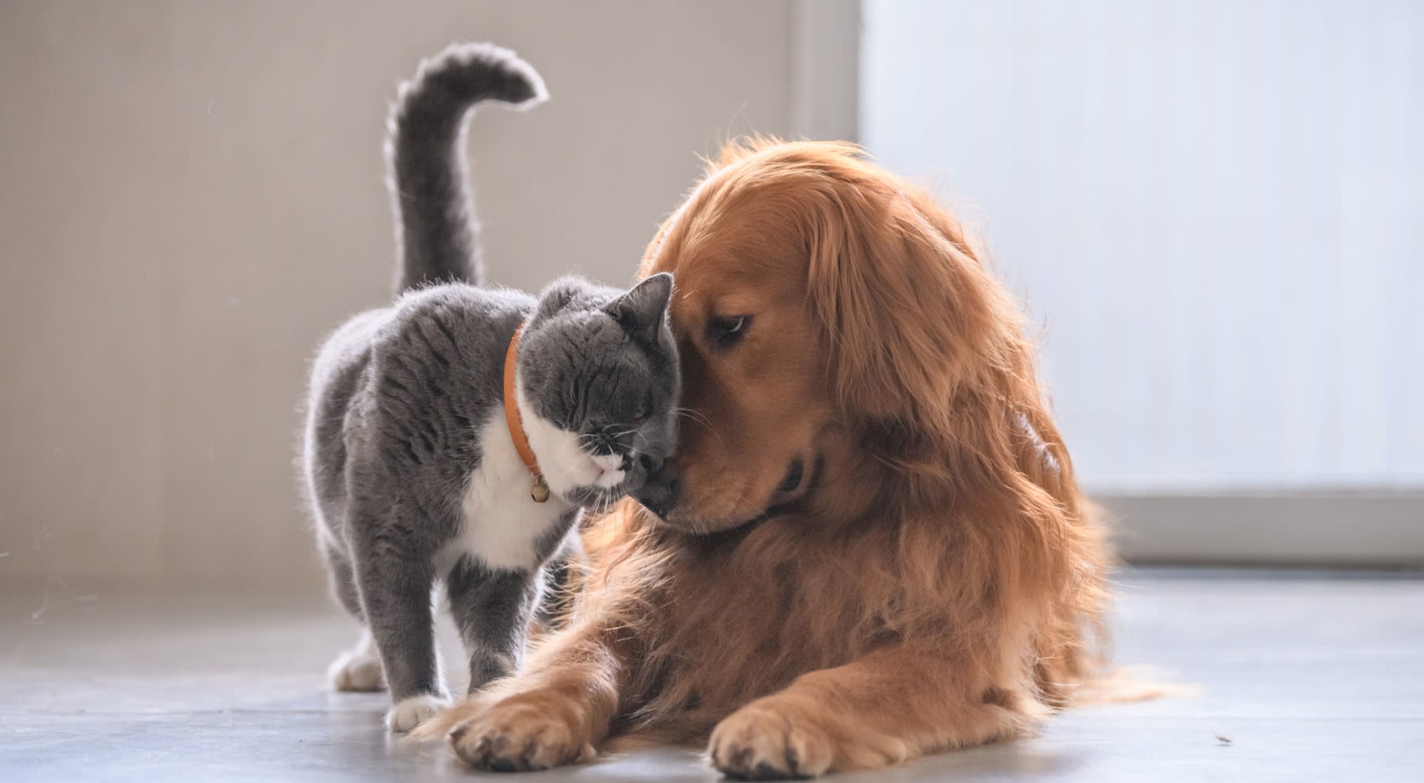Pet Friendly | Vista Del Rey in San Antonio, Texas