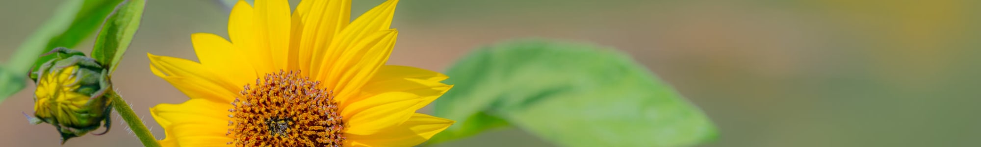 Senior living services at Traditions of Lansdale in Lansdale, Pennsylvania