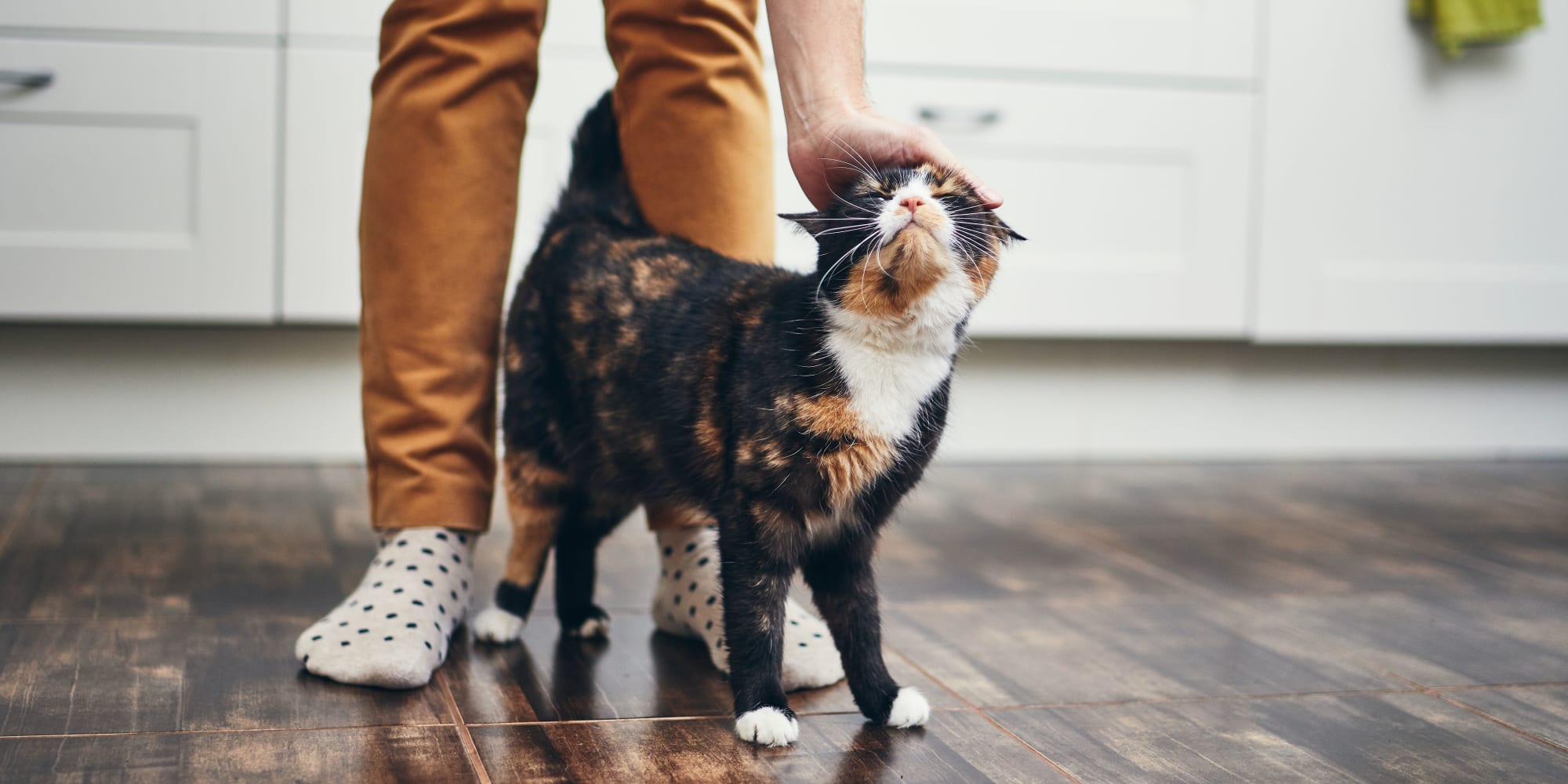 A fluffy feline loving her new home at The Meadows in Culver City, California