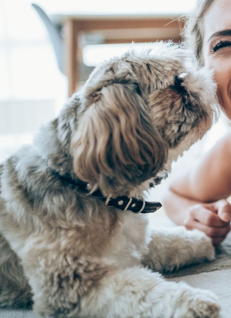 View our pet policy at Marquis at Town Centre in Broomfield, Colorado