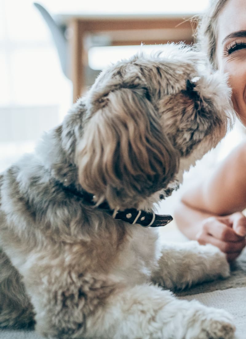 Breed restrictions at Marquis at Deerfield in San Antonio, Texas