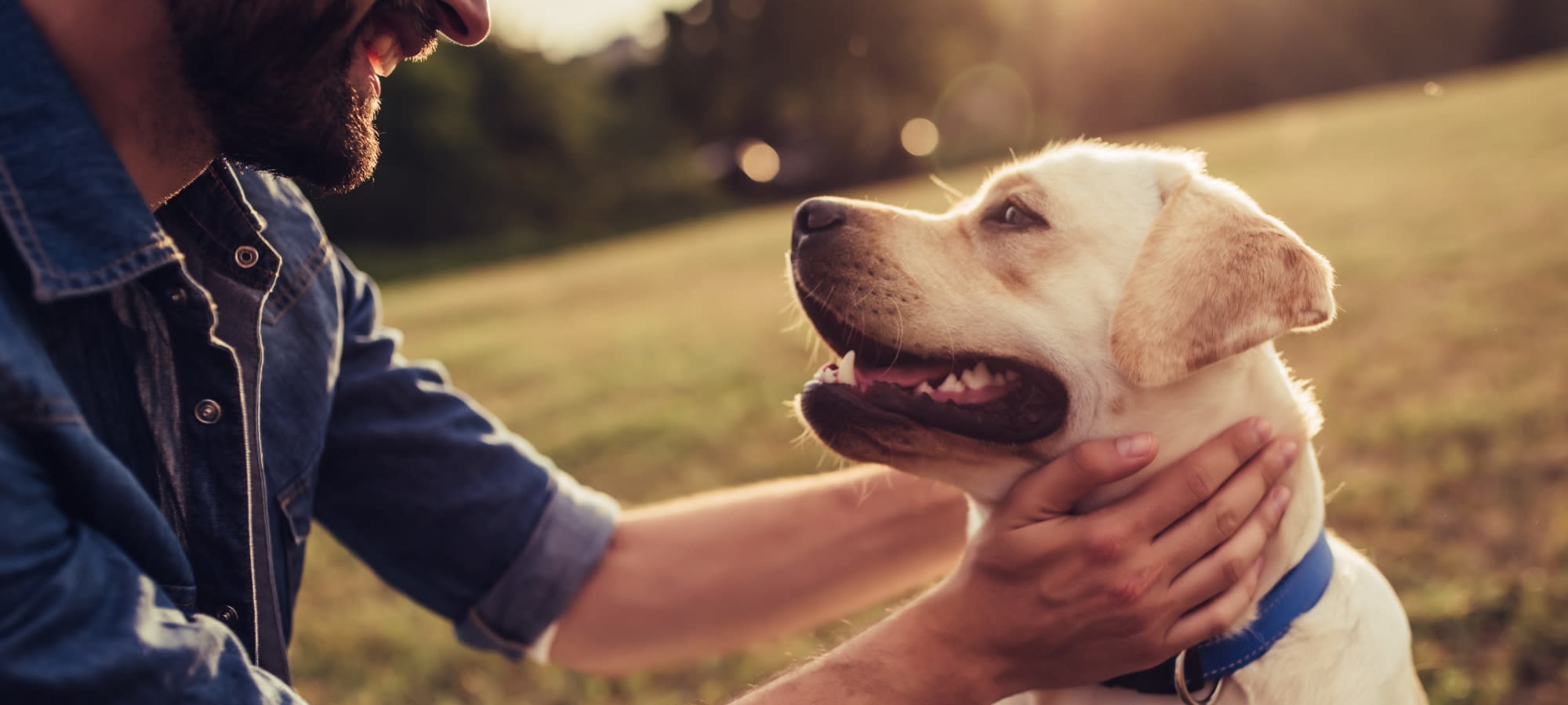 Pet policy at Marquis at Clear Lake in Webster, Texas