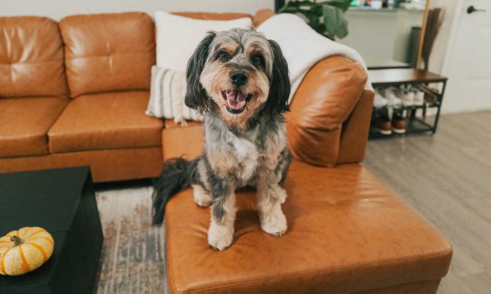 Happy dog at Avonlea Westside in Atlanta, Georgia