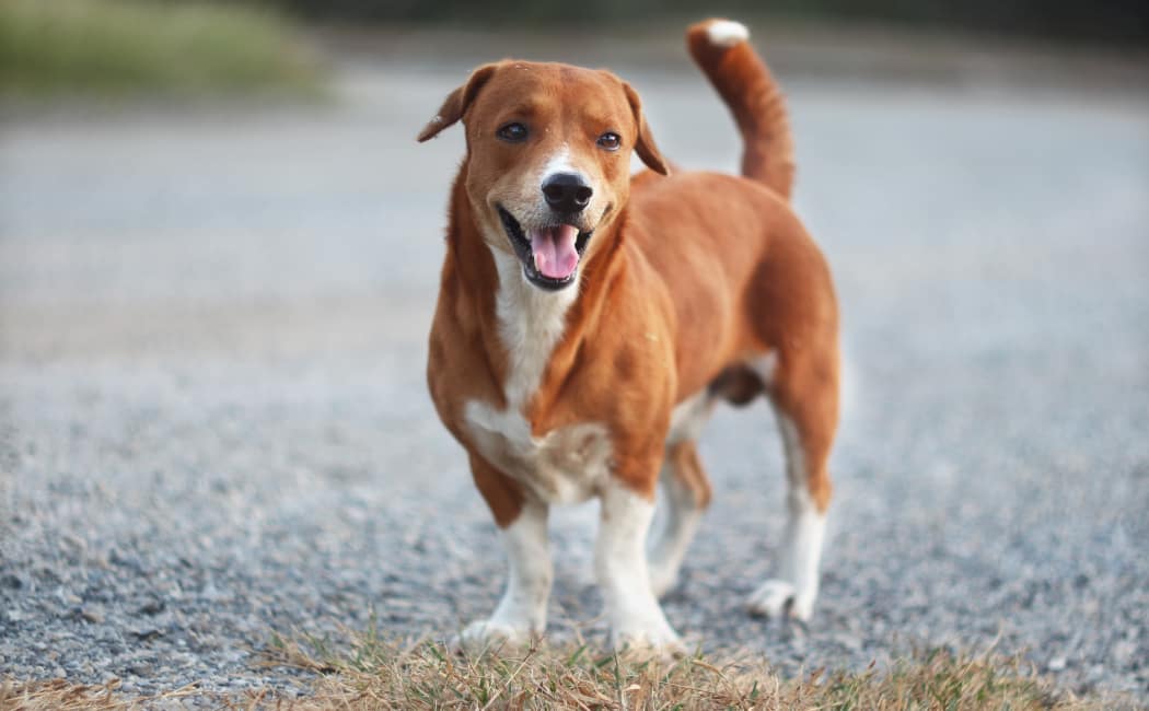 Pet friendly apartments at Windsor/Wyndham Apartments