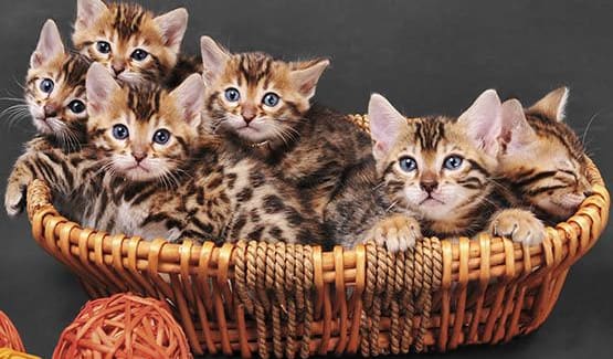 Basket full of kittens at Value Pet Clinic - Kent