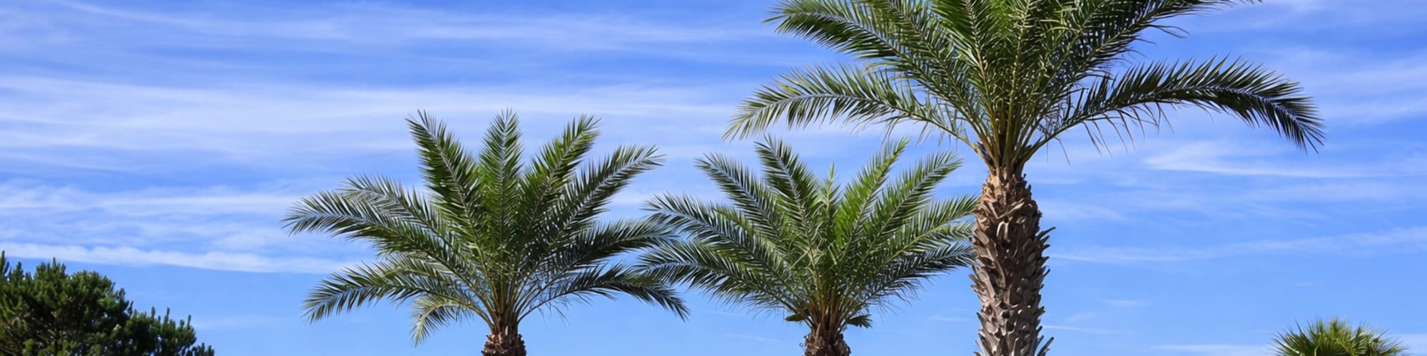 Palm trees in Biloxi