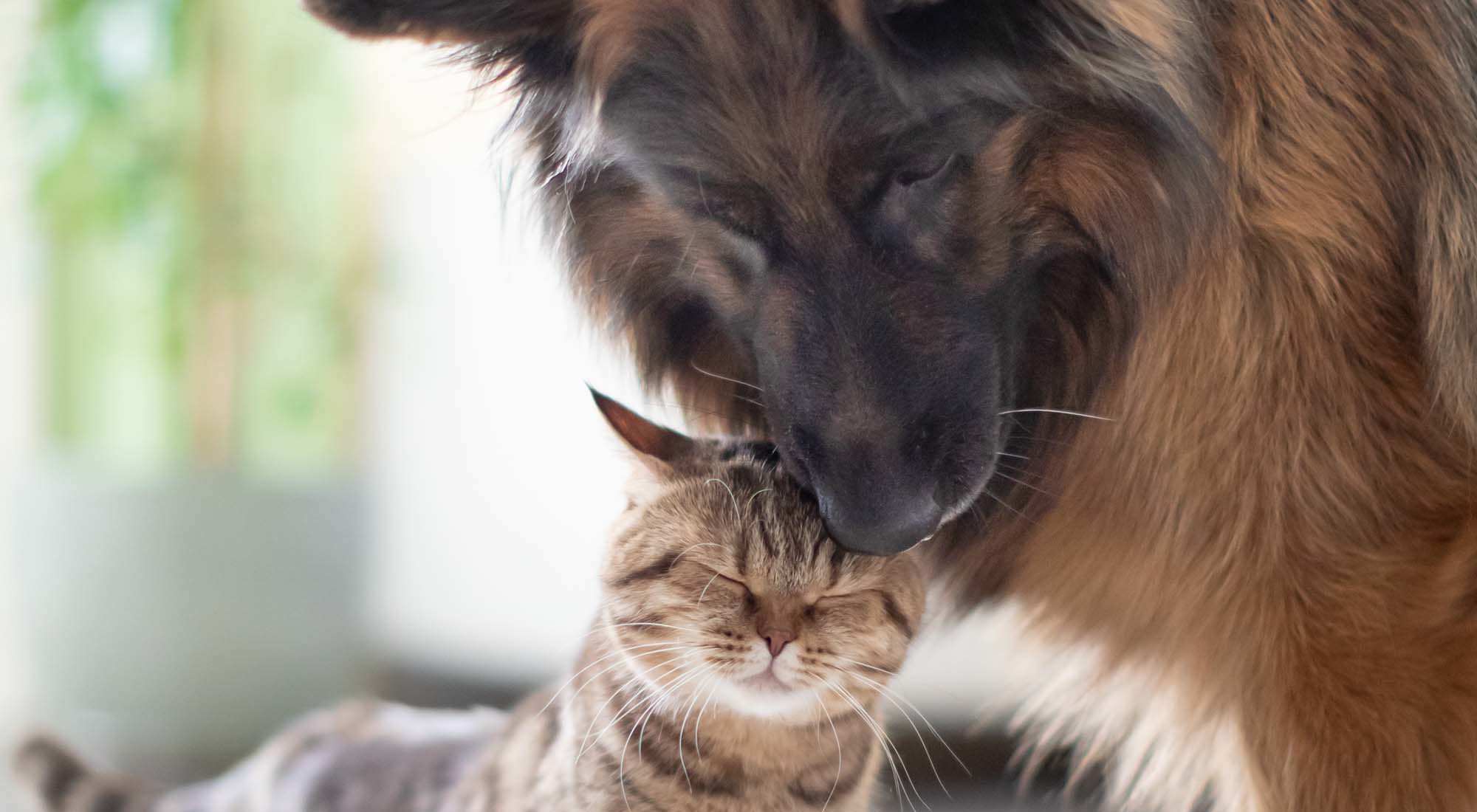 Dog and cat at Pet Friendly | Pine Cove Apartments in Oregon, Wisconsin