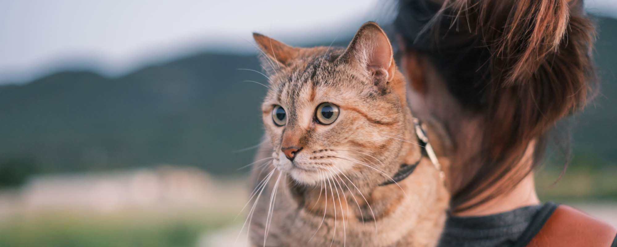 Pet Friendly | Walnut Apartments in Santa Rosa, California