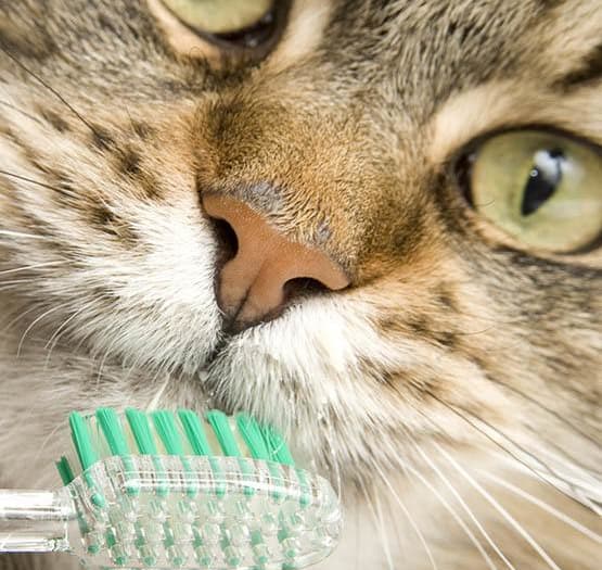Vancouver dental disease prevention information at Animal Hospital