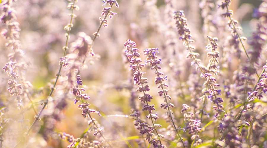 Wildflowers at The Everly at Rouzan in Baton Rouge, Louisiana