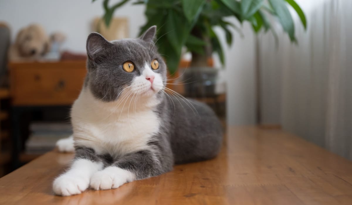 Cat in a pet-friendly apartment at The 603 in Bryan, Texas