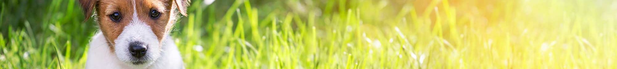 Pet friendly senior living in Westmont, IL