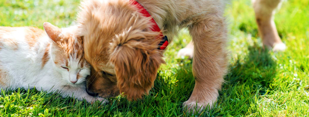 Kitten and puppy playing outside at Country Oaks in Hixson, Tennessee