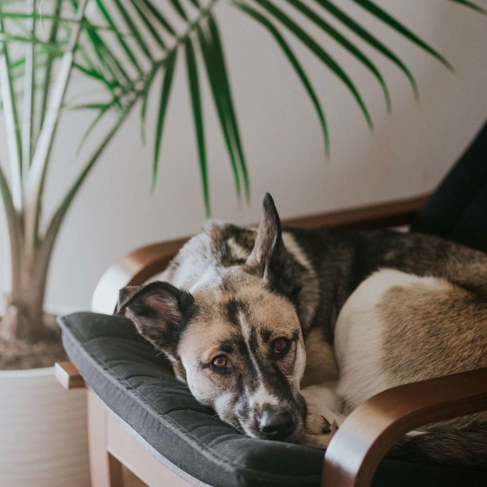 Resident pup relaxes in a chair at Mountain Creek in Waynesville, North Carolina