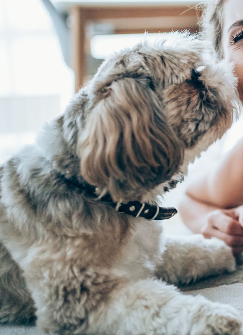 Breed restrictions at Marquis Cresta Bella in San Antonio, Texas