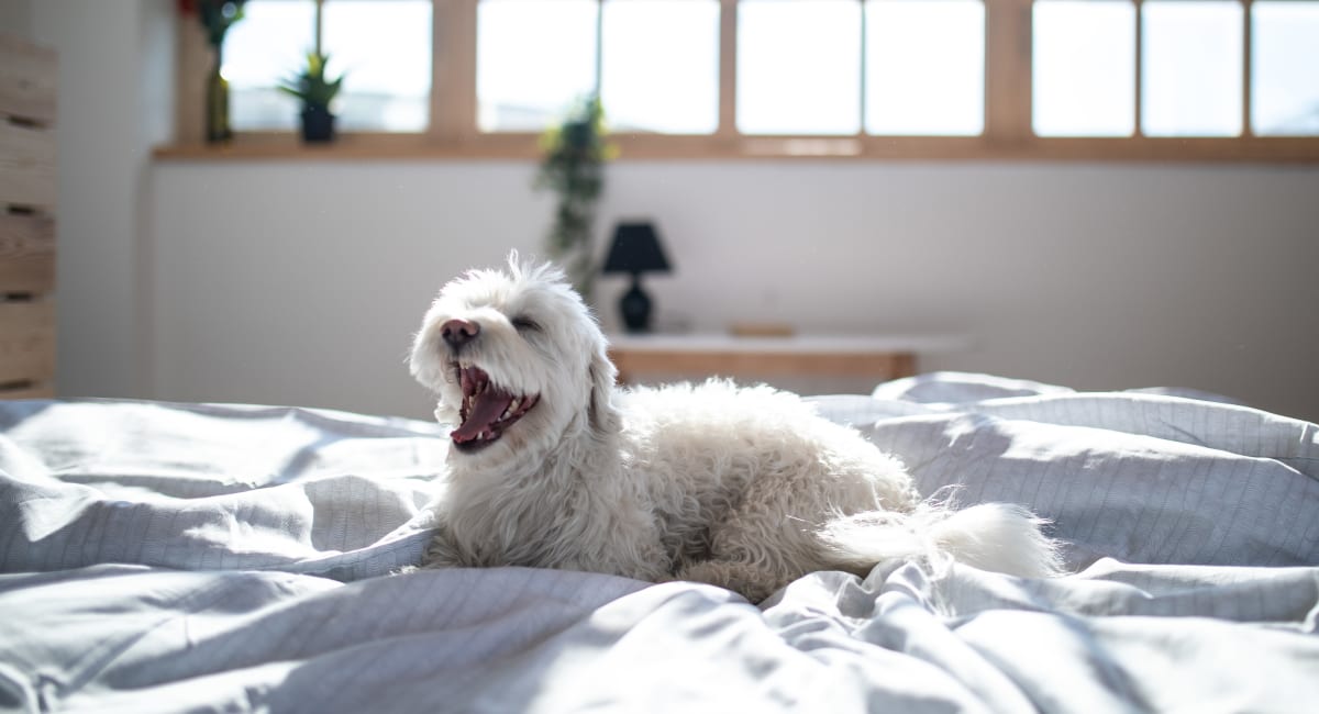 Resident puppy yawning after a nap in the sunny bedroom of a pet-friendly home at Tuscany Pointe at Tampa Apartment Homes in Tampa, Florida