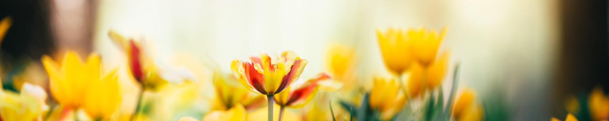 News & Events at Maplewood at Cuyahoga Falls in Cuyahoga Falls, Ohio