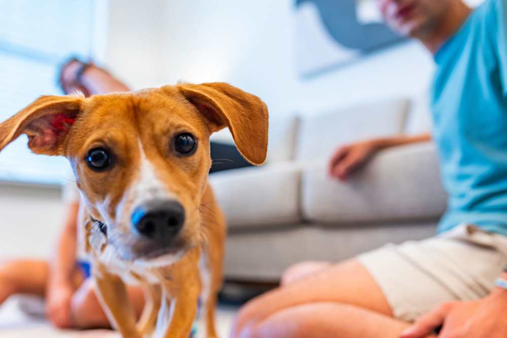 Residents with a dog in an apartment at The Waters at Promenade in Marrero, Louisiana