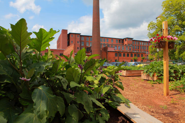 Community garden at The Lofts Of Greenville in Greenville, South Carolina
