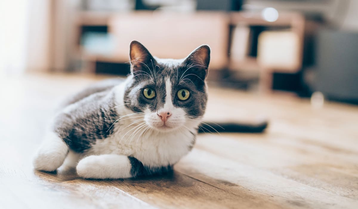 A cat in a pet-friendly apartment at Arbors on 31st in Bryan, Texas