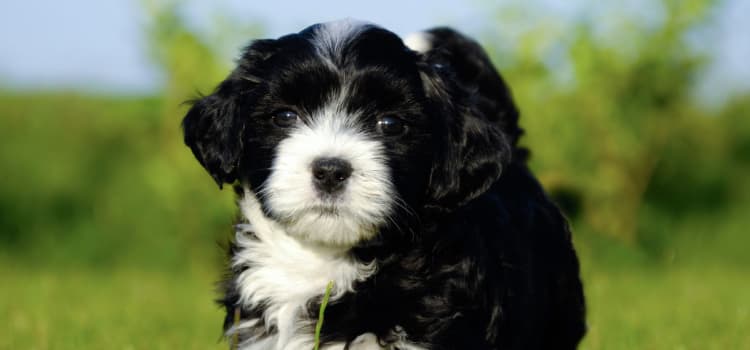 Pet friendly apartments in Atlanta