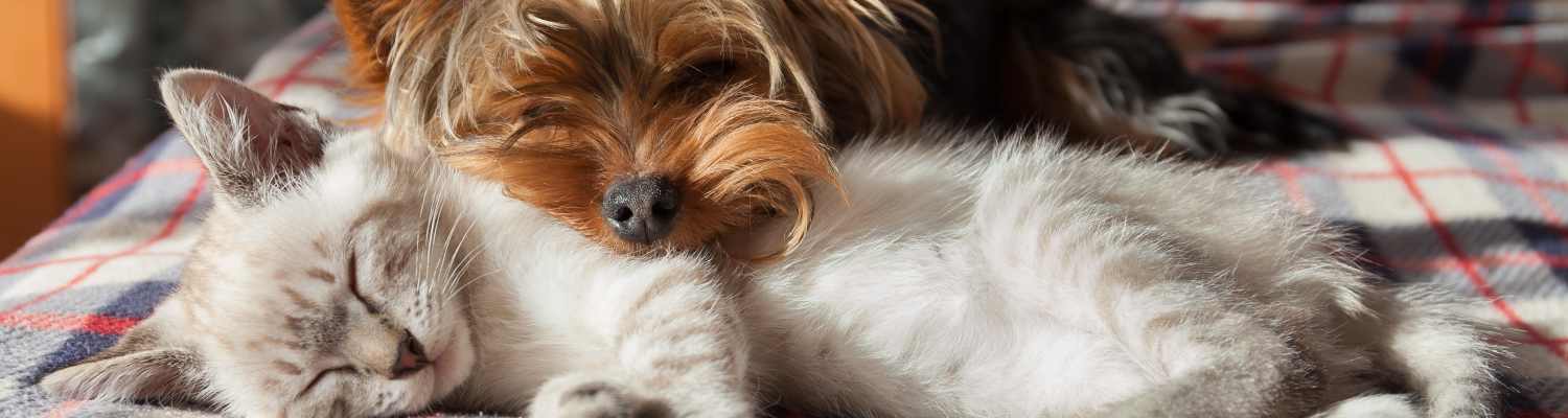 Cat and dog napping at Congress Apartment Homes in Allentown, Pennsylvania
