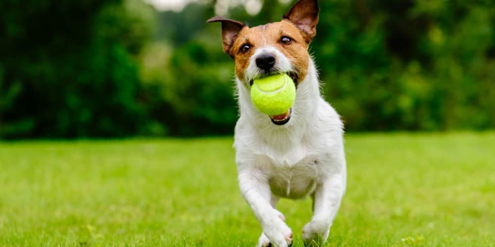 Dog running in a park near Fremont Arms Apartments in Fremont, California