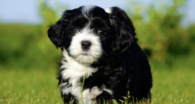 Pet friendly apartments in Charleston