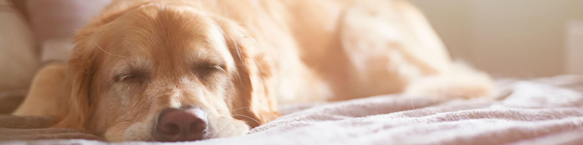 Pet friendly Odessa apartments