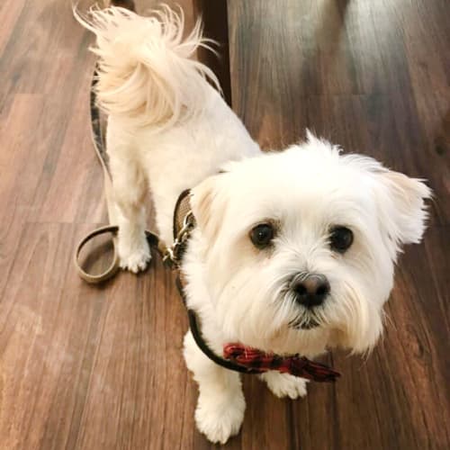 Cute white dog at The Oxford Grand Assisted Living & Memory Care in McKinney, Texas