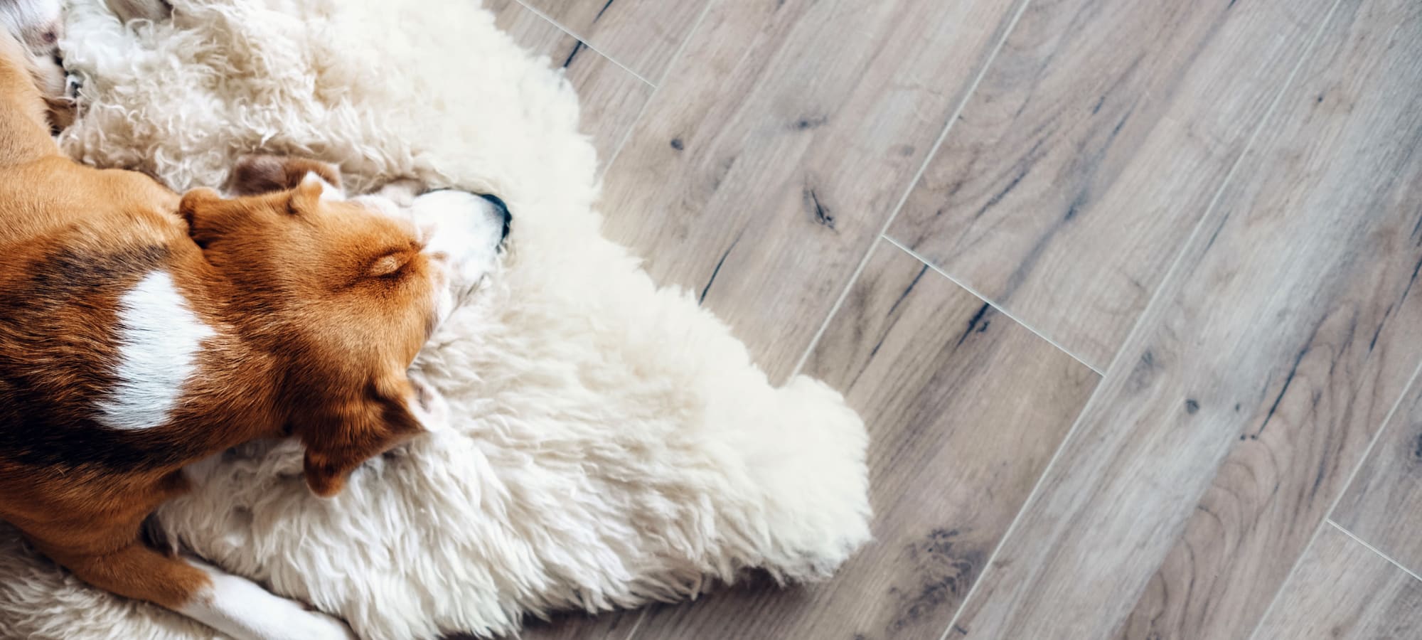 Pet policy at Marquis at Carmel Commons in Charlotte, North Carolina