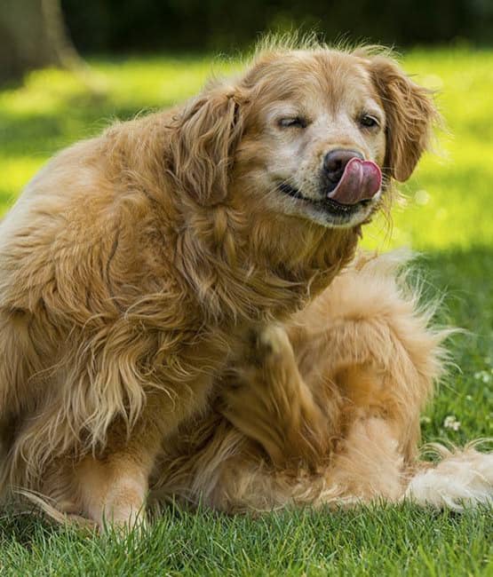 A healthy dog enjoying at Kitsap Veterinary Hospital in Port Orchard, Washington
