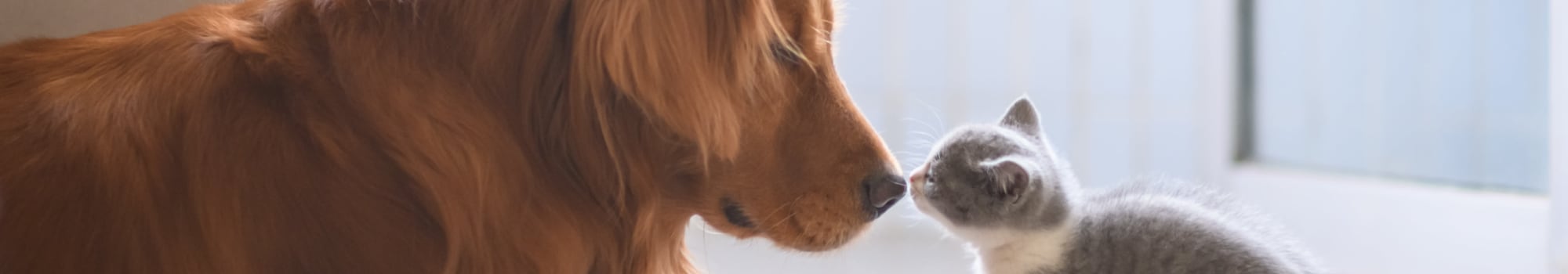 Pet friendly townhomes at Avilla Camelback Ranch in Phoenix, Arizona