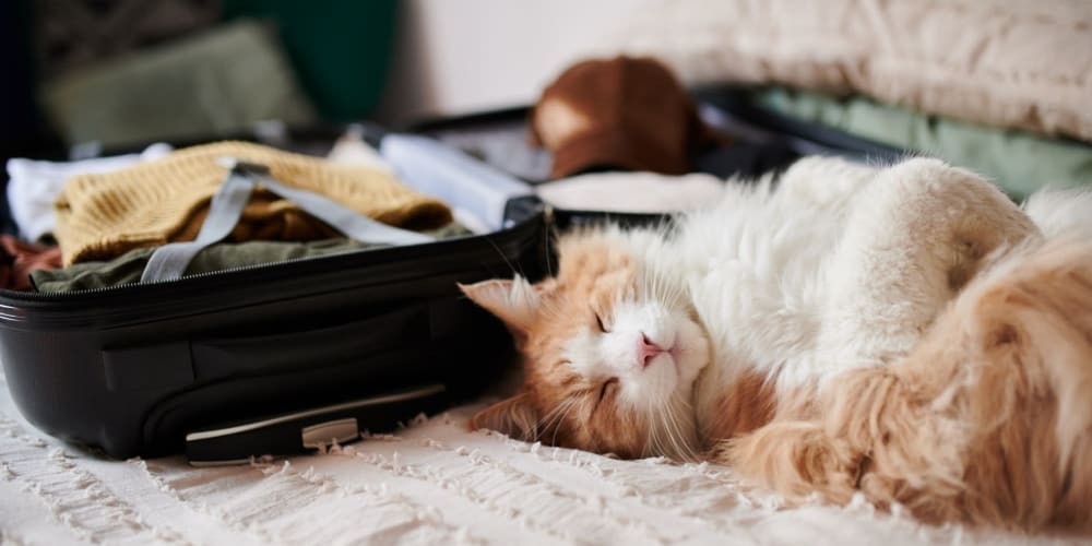 Cat sleeping next to a suitcase at Fremont Arms Apartments in Fremont, California