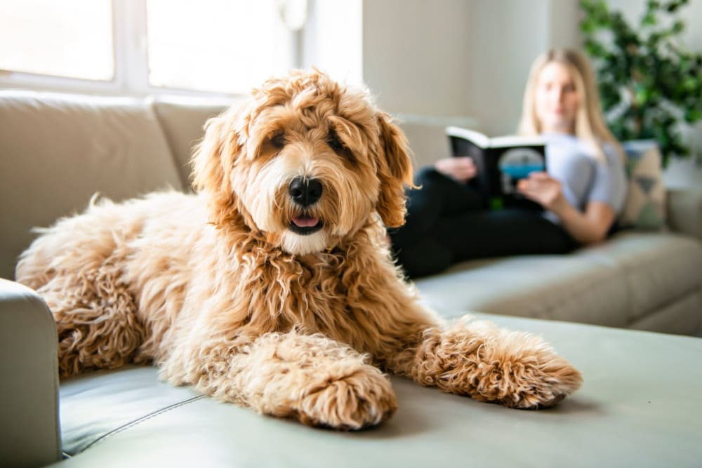 Pet-Friendly homes at The Beacon at Pfluger Farm in Pflugerville, Texas