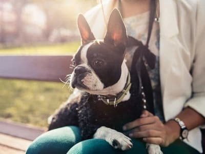 Pet friendly lifestyle at Berkshire Amber