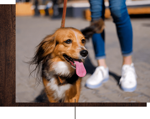 Happy dog with her owner near Cameron Oaks Apartment Homes in Cameron Park, California