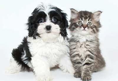 Pets at Racquet Club Apartments