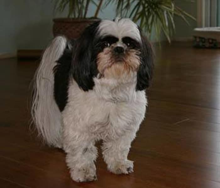 Small breed dog affected by patella luxation, a condition treated through surgery at Stoughton Veterinary Service Animal Hospital