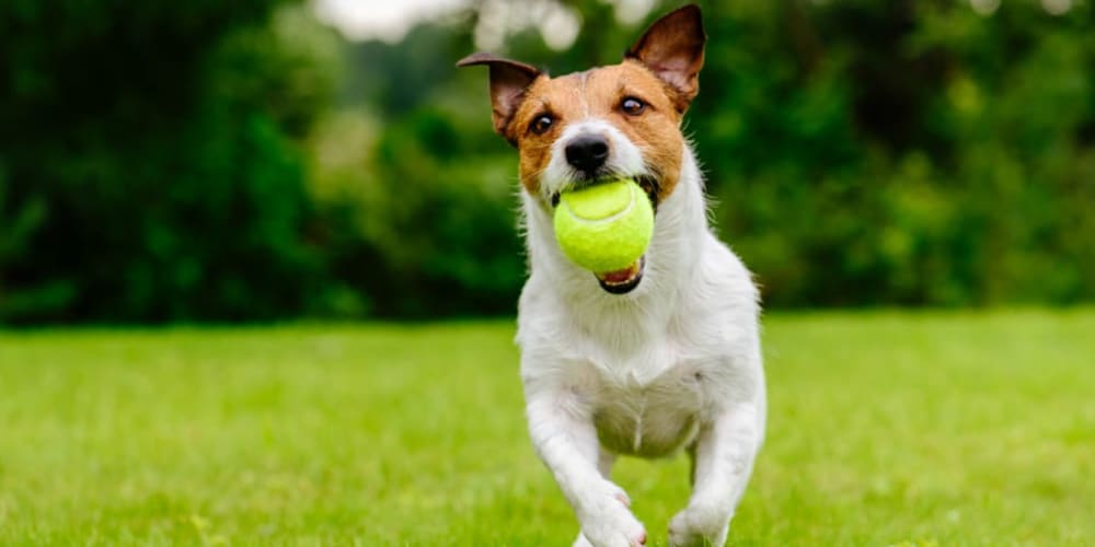 Dog running with a tennis ball in his mouth at Bon Aire Apartments in Castro Valley, California