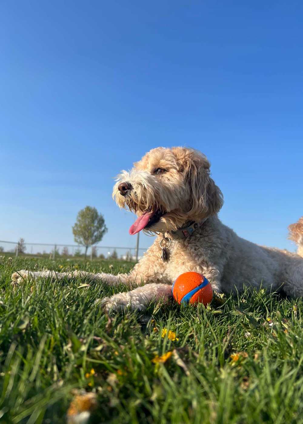 Pet dog playing in the park near Palomar Woods in Lexington, Kentucky