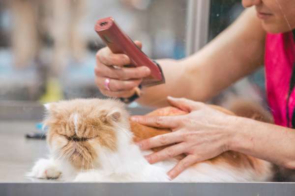 grooming center nearby Sutton in Austin, Texas 