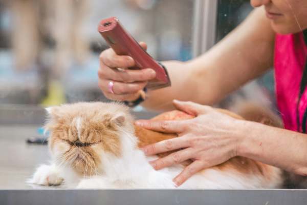 pet grooming nearby