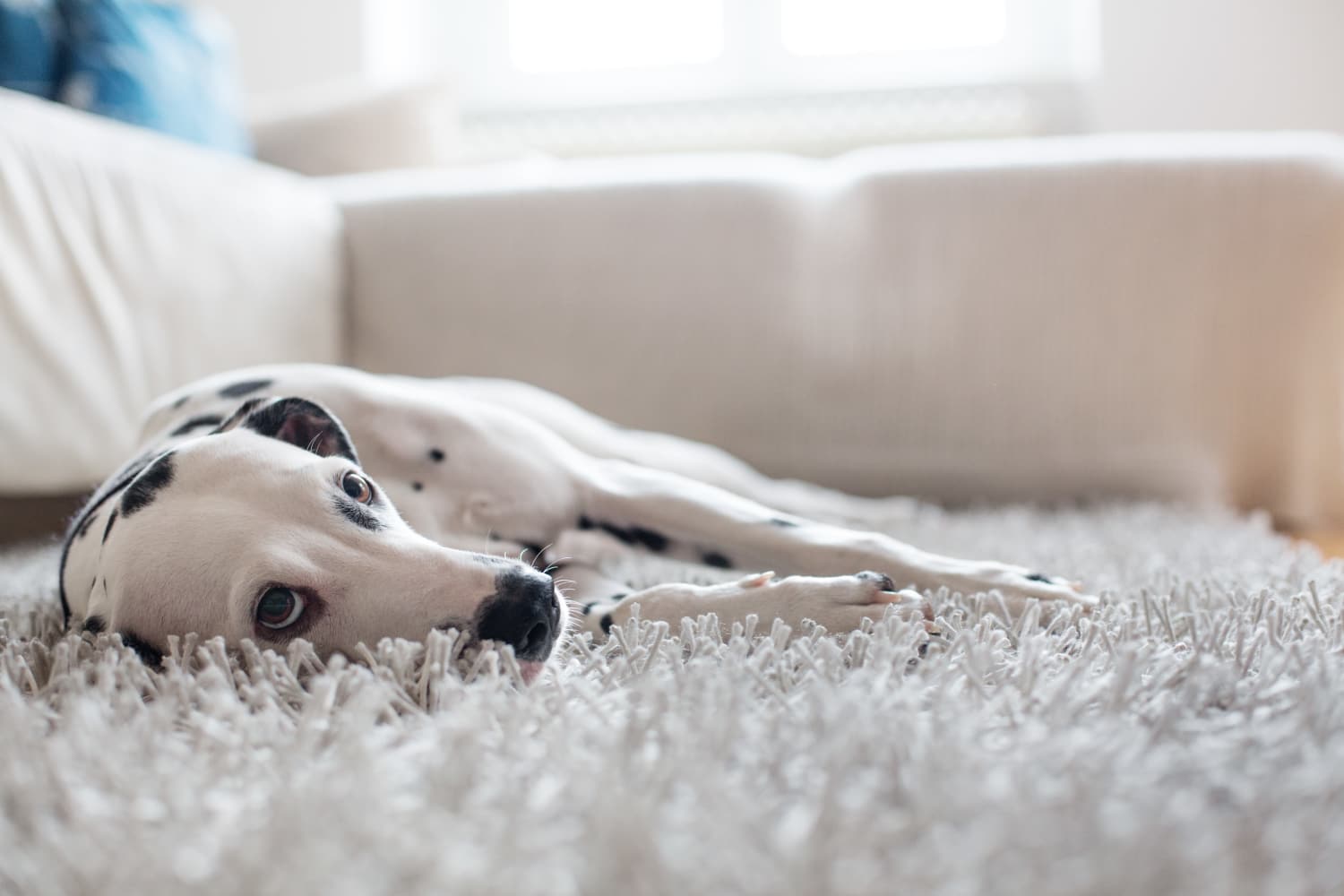 Willow Grove Apartment Homes offers Pet friendly apartments in Beaverton, OR