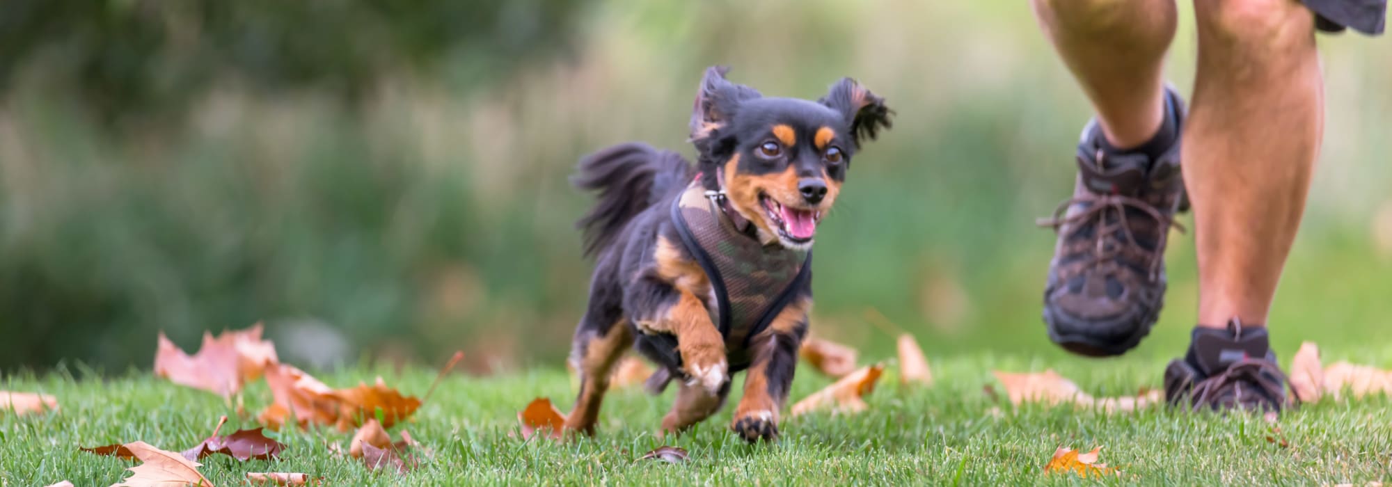 Pet-friendly apartments at Ashley Oaks in San Antonio, Texas