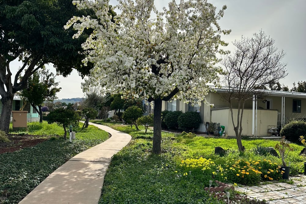 Beautiful path and trees at Casa Alondra in San Jose, California