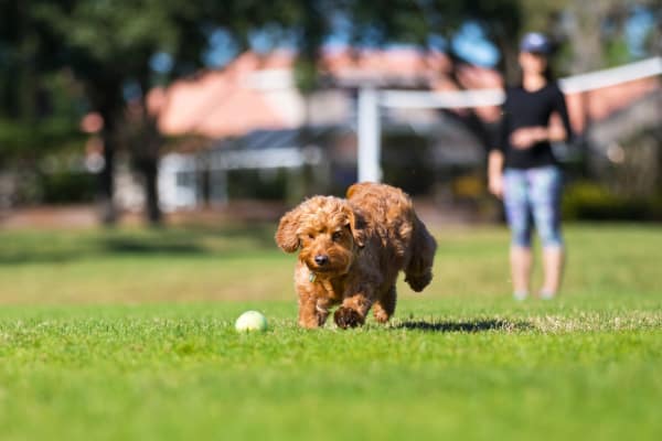 Dog running near New Medford in Medford, Oregon