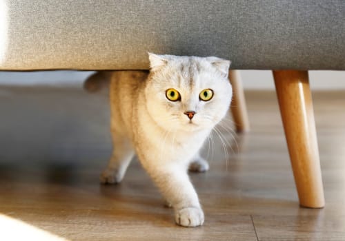 Pet fees at Copperline at Point Ruston in Tacoma, Washington