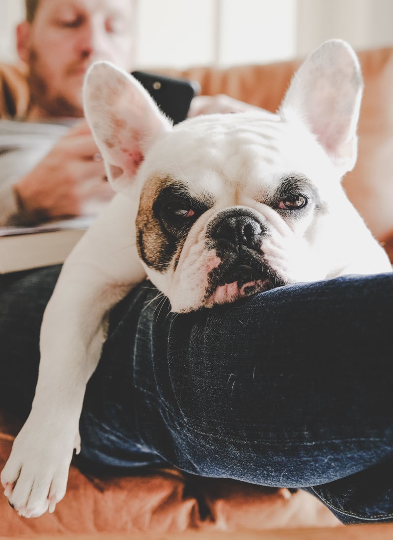View our pet policy at Marquis at The Cascades in Tyler, Texas