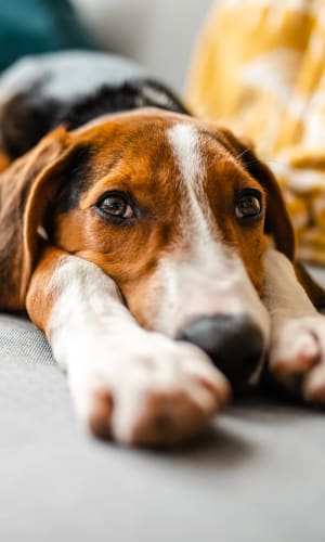 Resident beagle taking a snooze in their apartment at Lakeview in Fort Worth, Texas